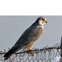 گونه شاهین بلوچی Laggar Falcon